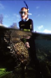 Scientist on Wobbegong shark tagging project by Richard Smith 